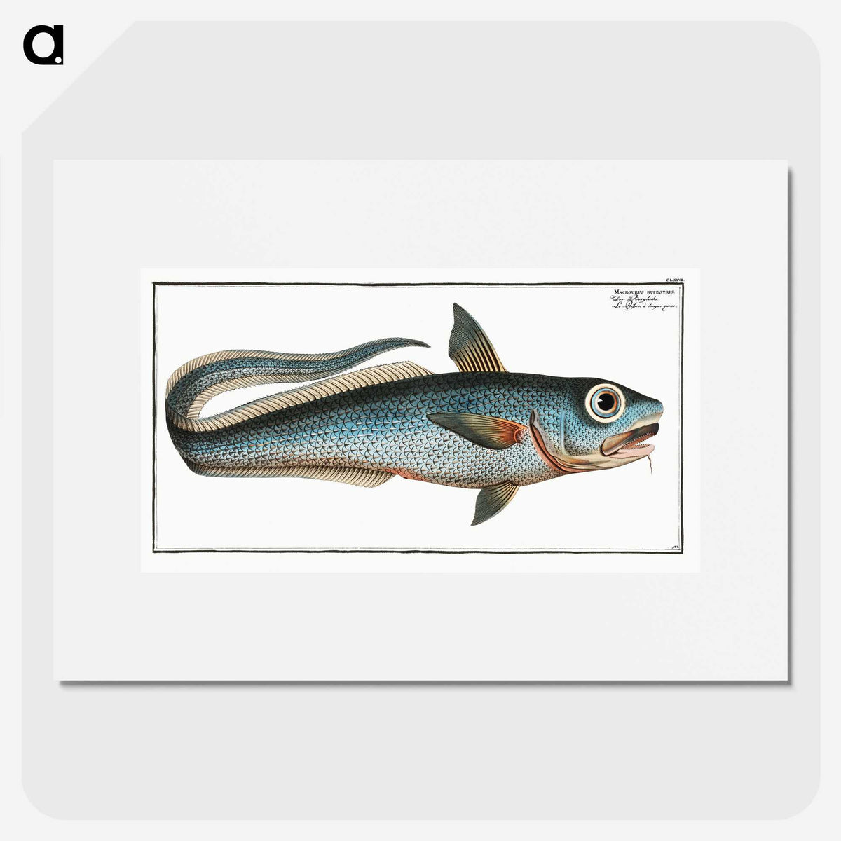 2-5_Ichtyologie-ou-Histoire-naturelle_picture