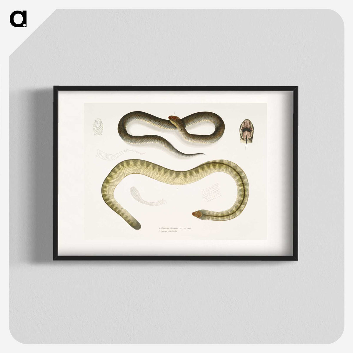 2-5_Indian-Zoology_blk