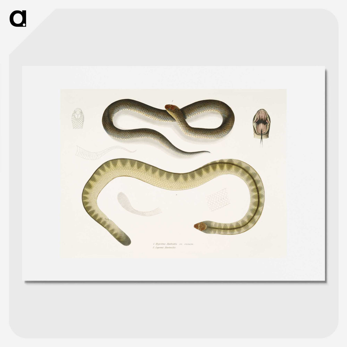 2-5_Indian-Zoology_picture