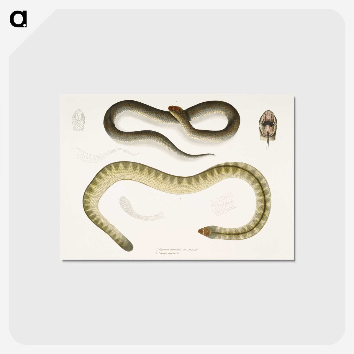 2-5_Indian-Zoology_postcard