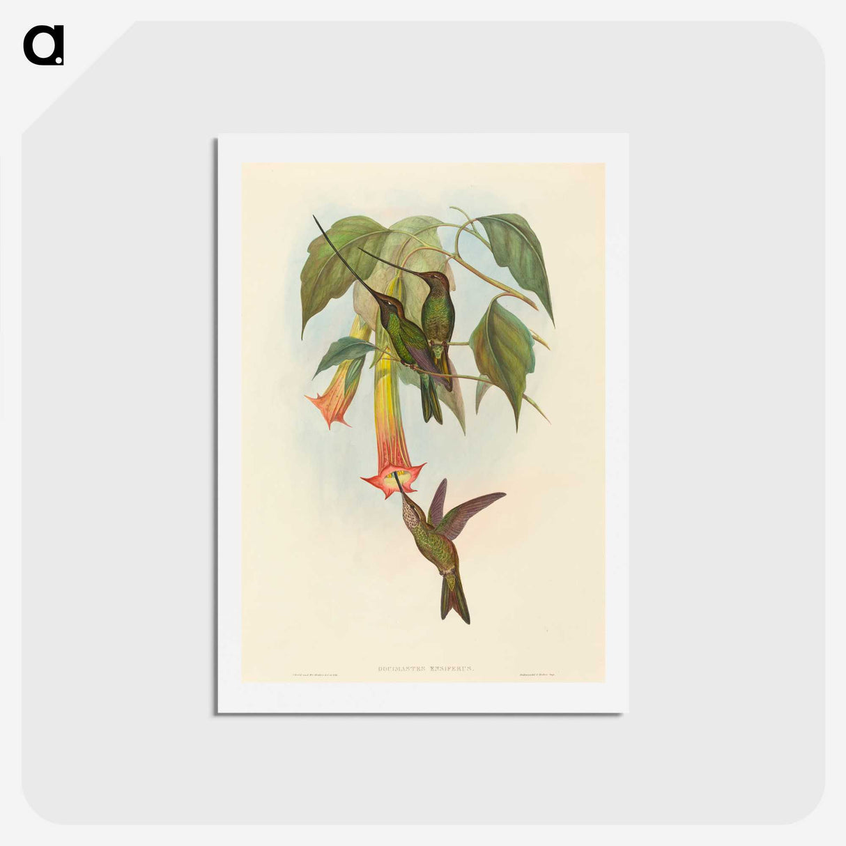 2-5_John-Gould_hagaki