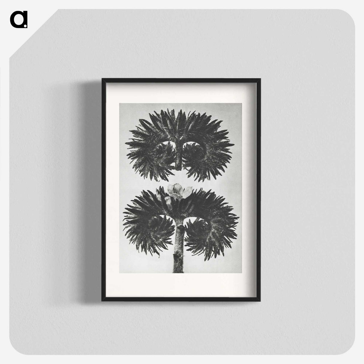 2-5_Karl-Blossfeldt_blk
