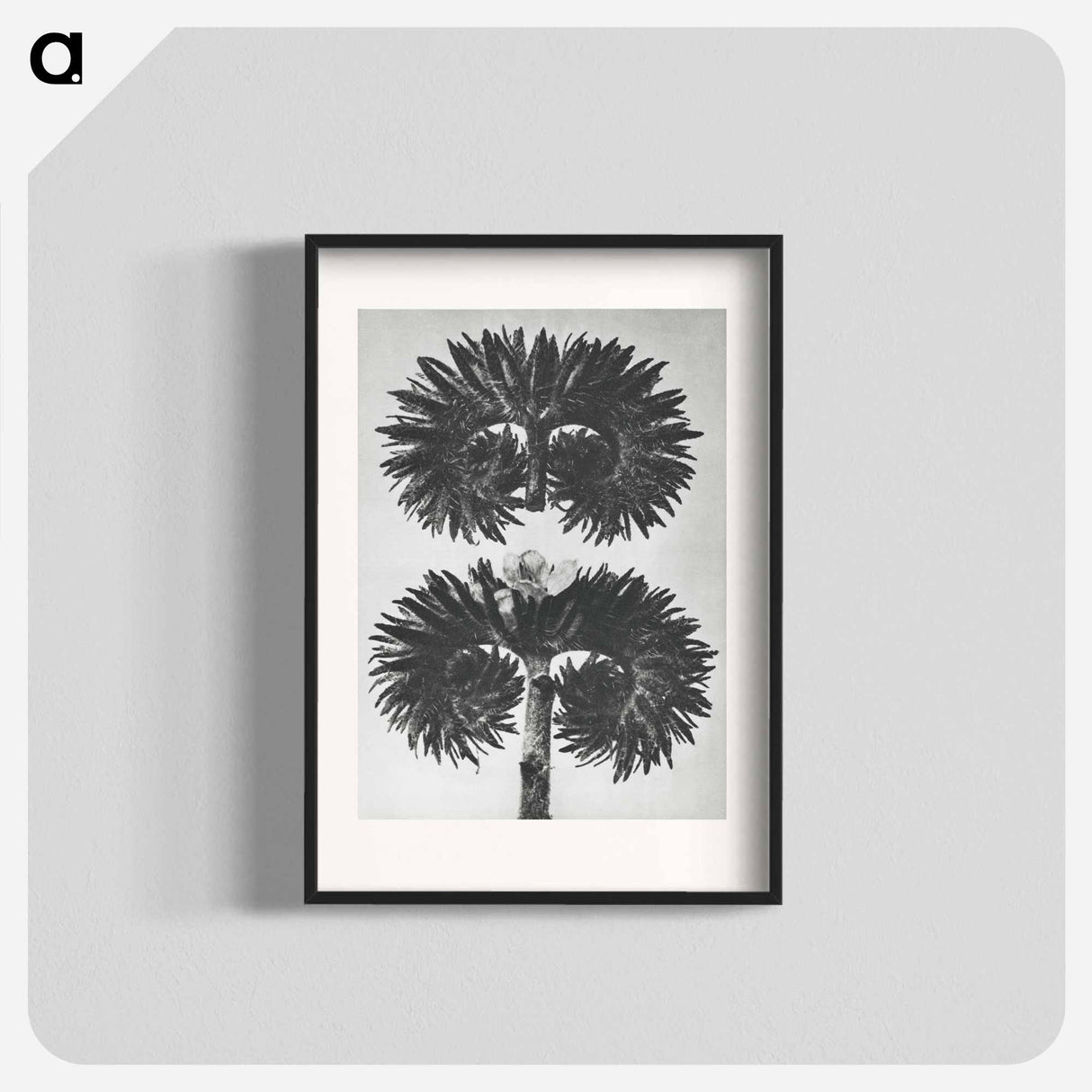 アートポスター-Phacelia Tanacetifolia - カール ブロスフェルト Poster.