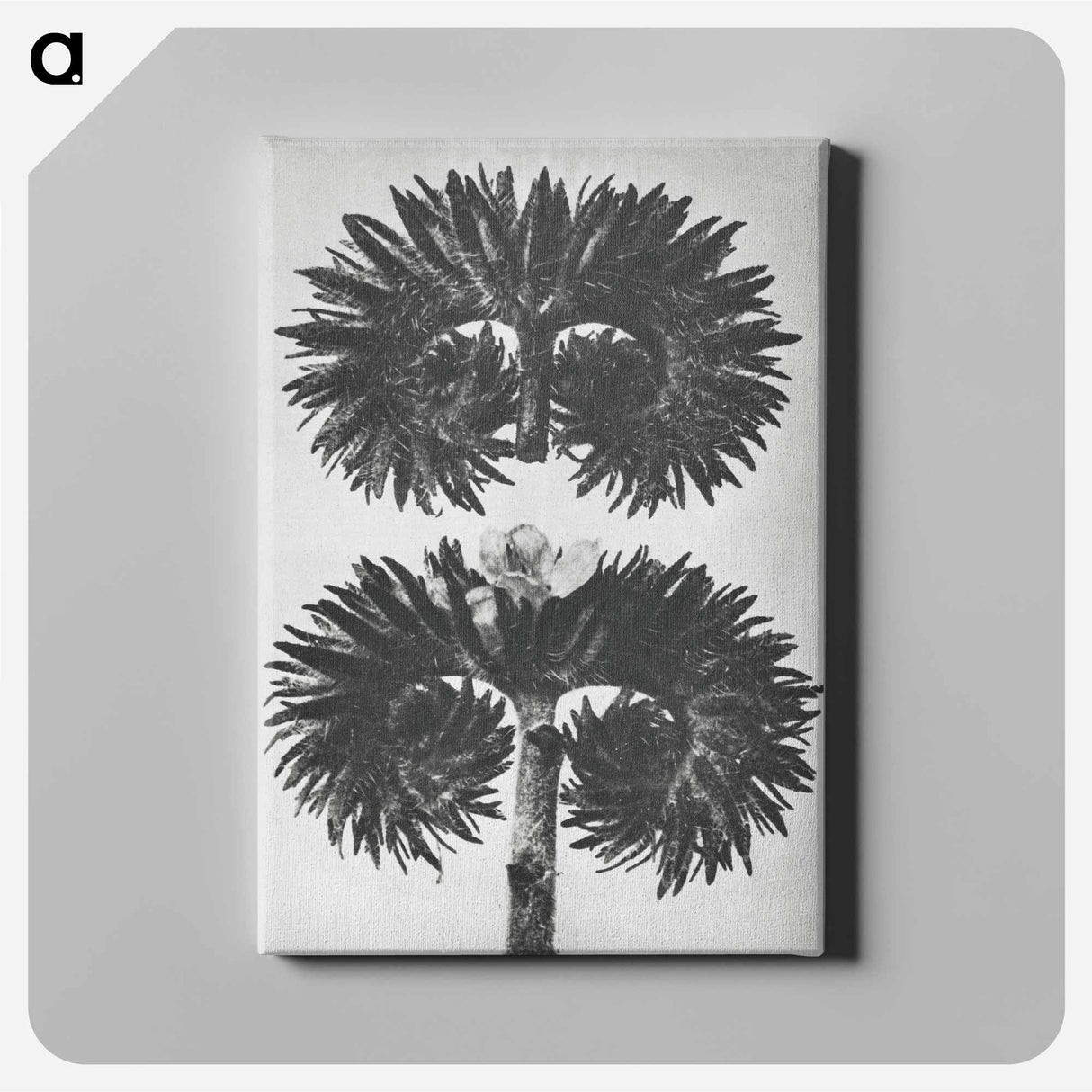 アートパネル-Phacelia Tanacetifolia - カール ブロスフェルト Canvas.