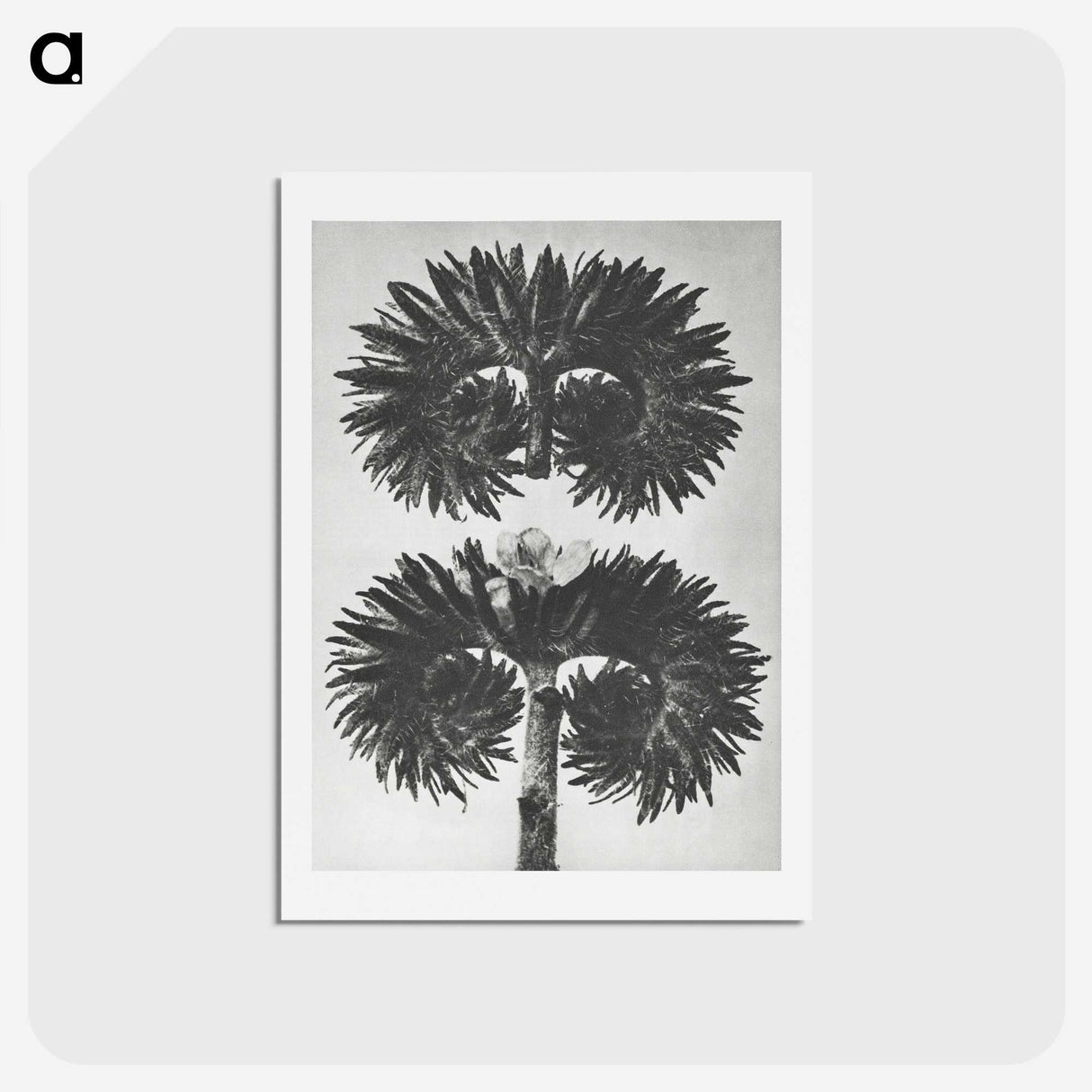2-5_Karl-Blossfeldt_hagaki