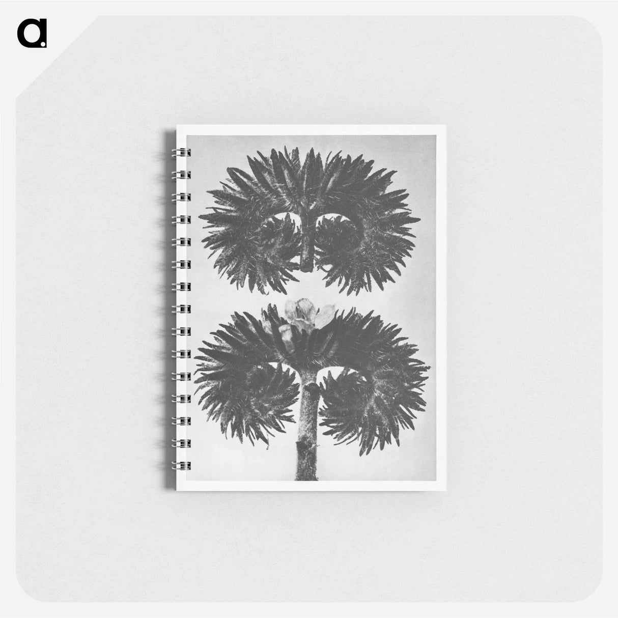 Phacelia Tanacetifolia - カール ブロスフェルト Memo.