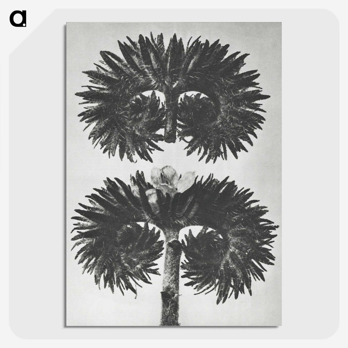 2-5_Karl-Blossfeldt_picture-crop