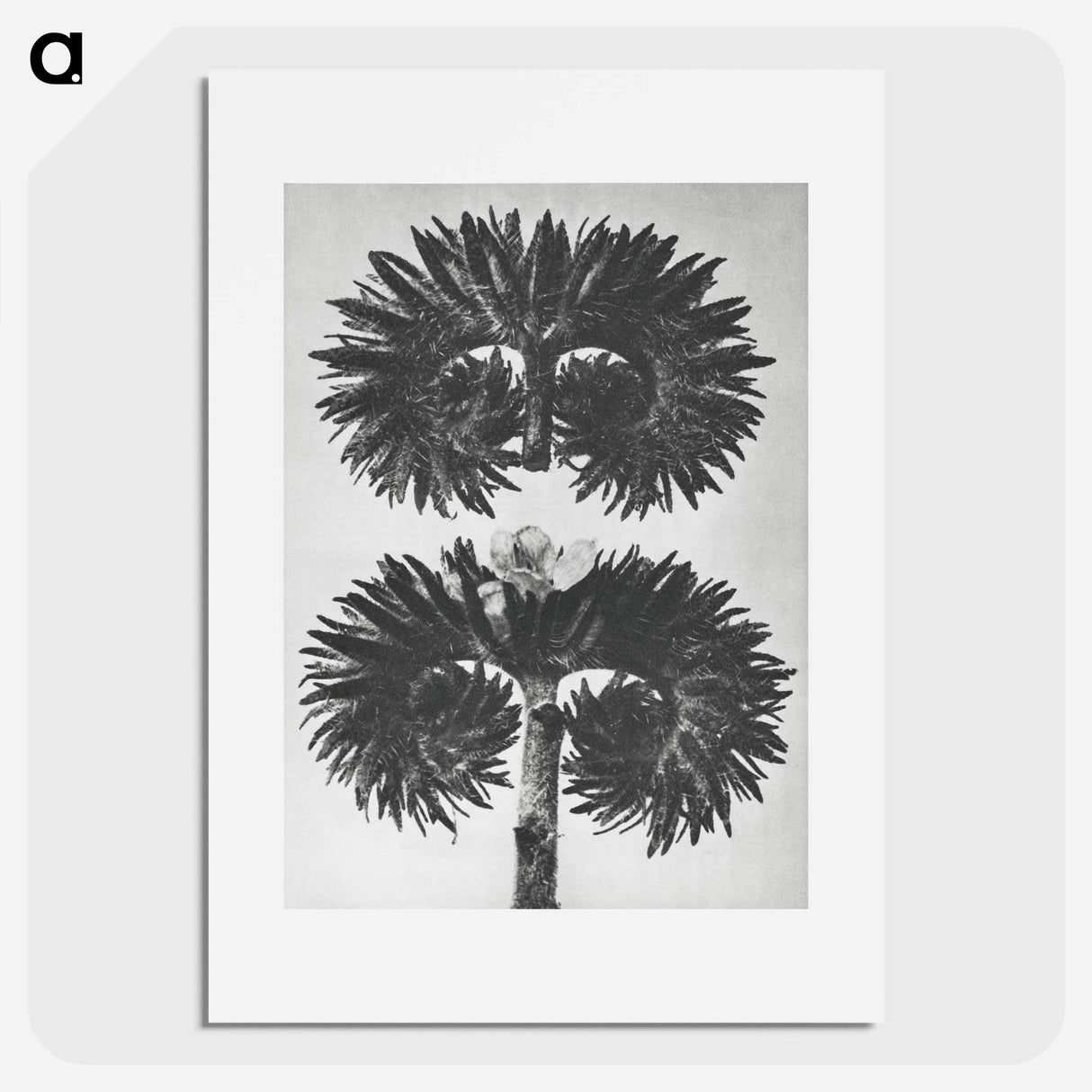 アートポスター-Phacelia Tanacetifolia - カール ブロスフェルト Poster.
