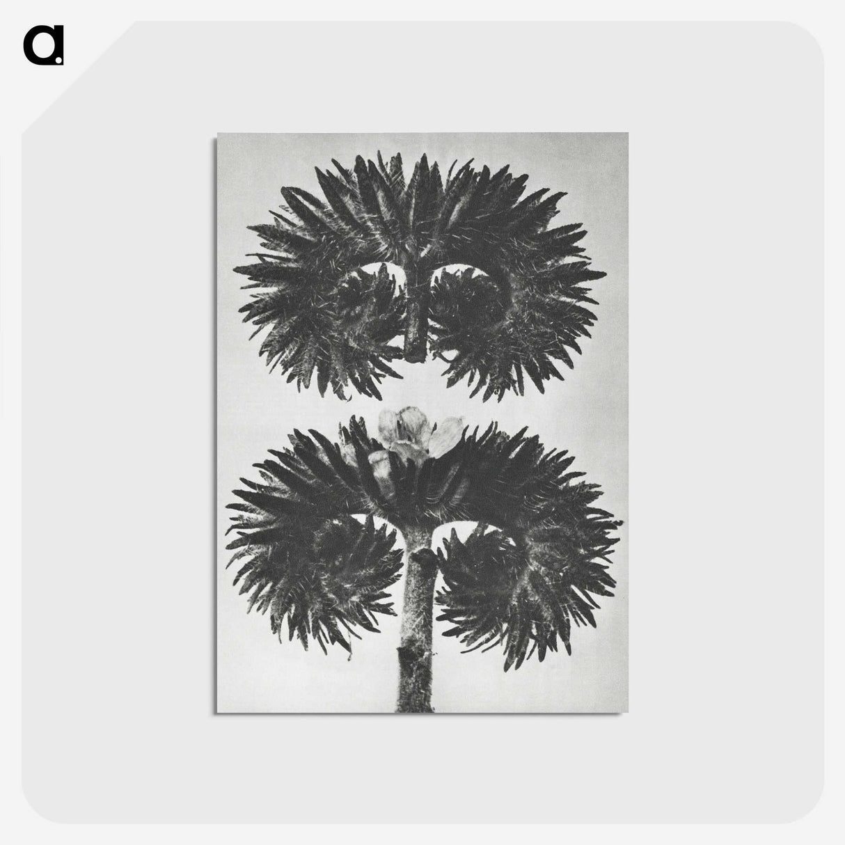 2-5_Karl-Blossfeldt_postcard