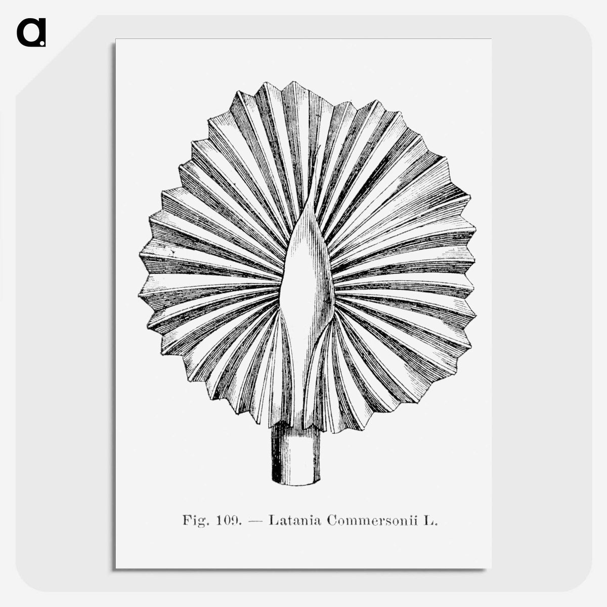 2-5_Les-Palmiers-Histoire-Iconographique_picture-crop