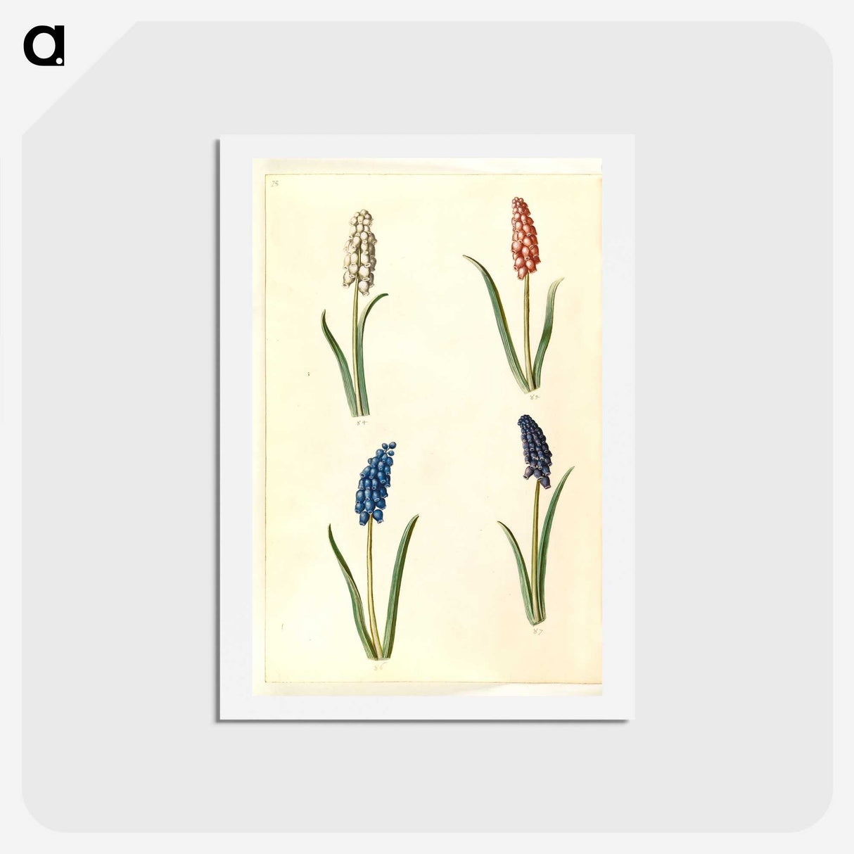 2-5_Maria-Sibylla-Merian_hagaki