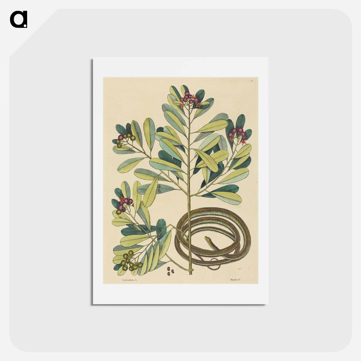 アートポストカード-The Ribbon Snake
- マーク ケイツビー Postcard.