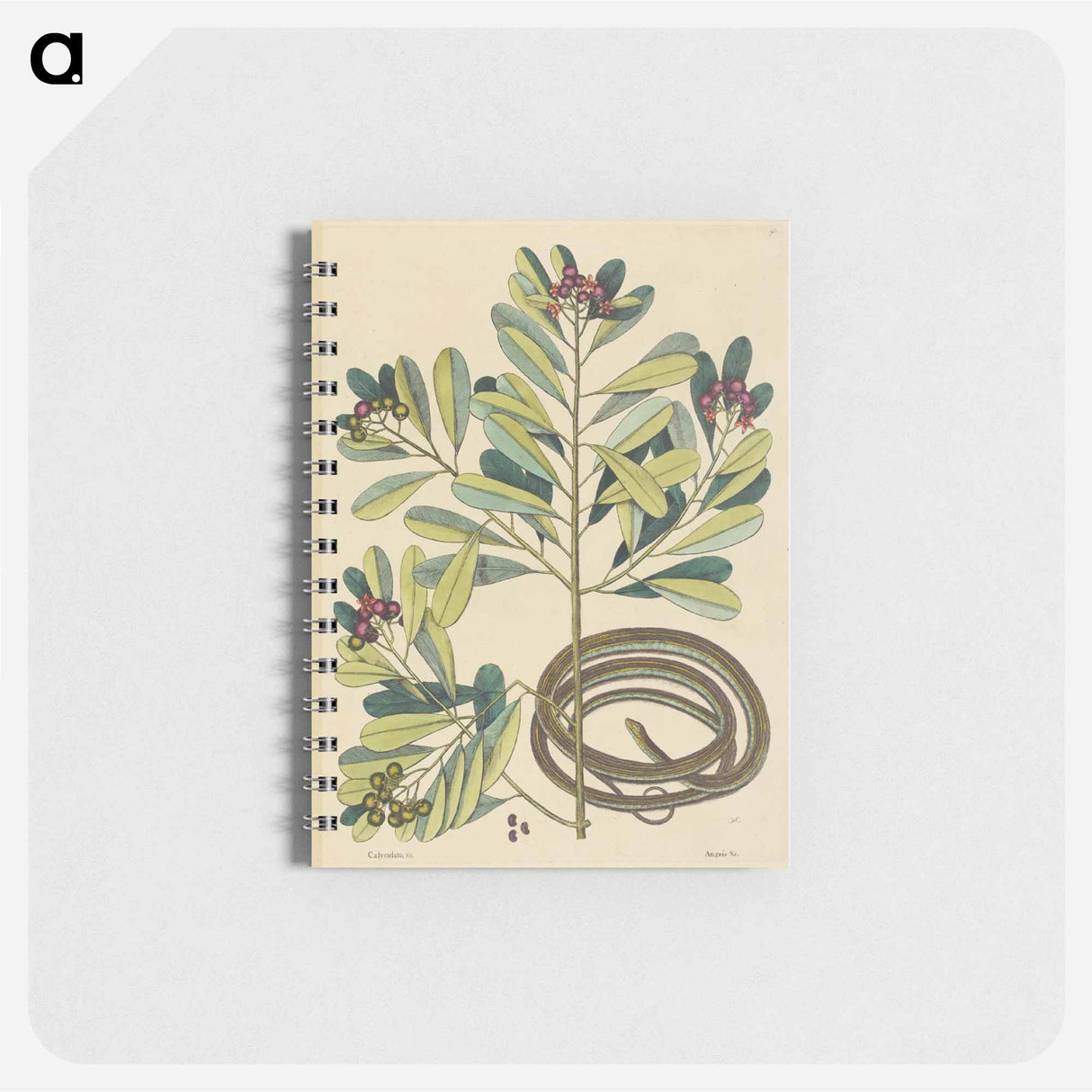 アートメモ帳-The Ribbon Snake
- マーク ケイツビー Memo.