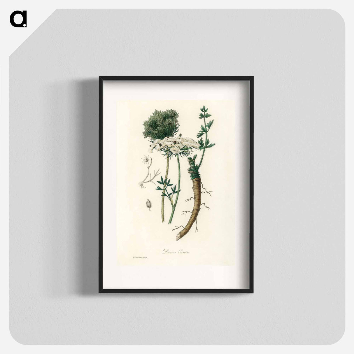 アートポスター-Wild Carrot Illustration
- 薬用植物学 Poster.