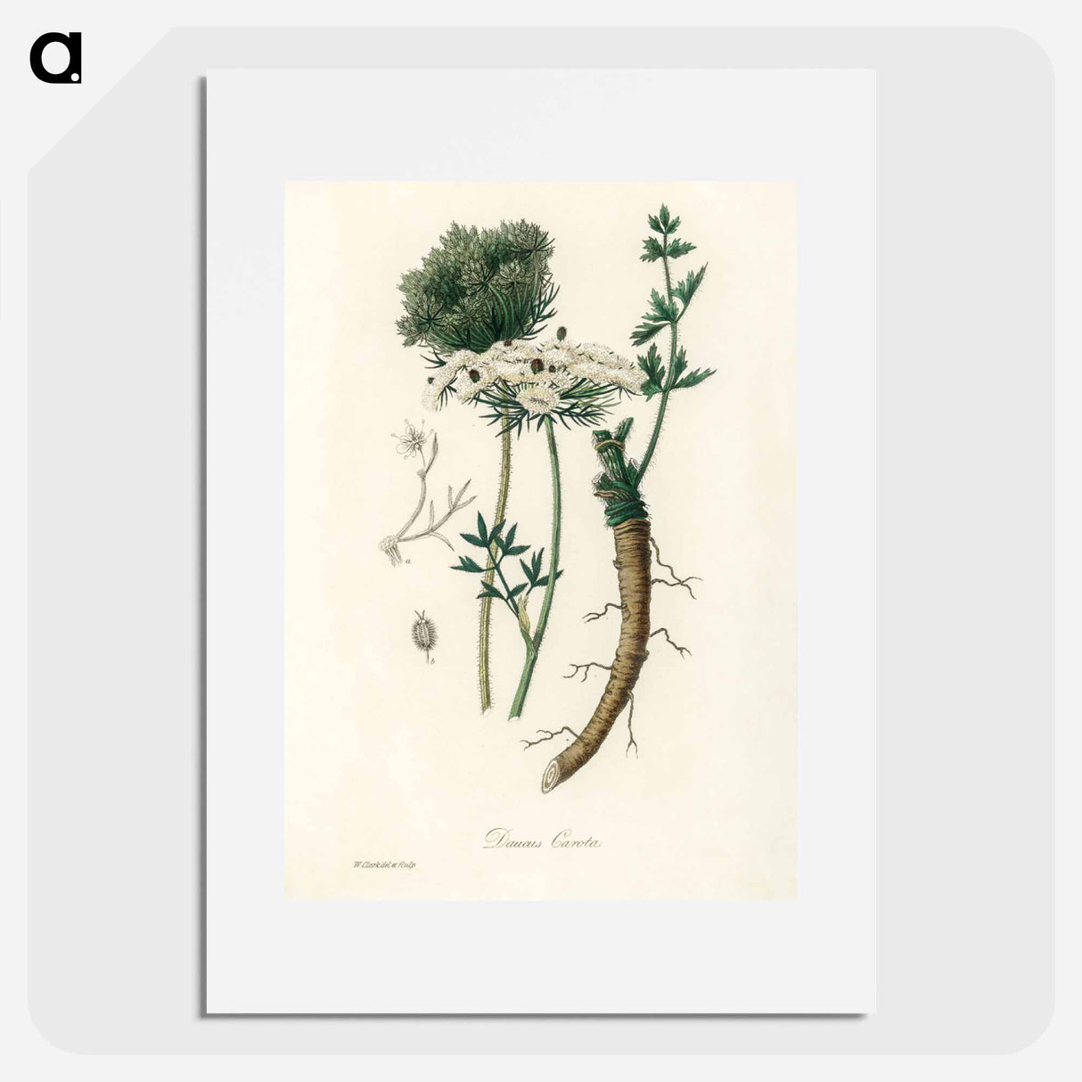 アートポスター-Wild Carrot Illustration
- 薬用植物学 Poster.
