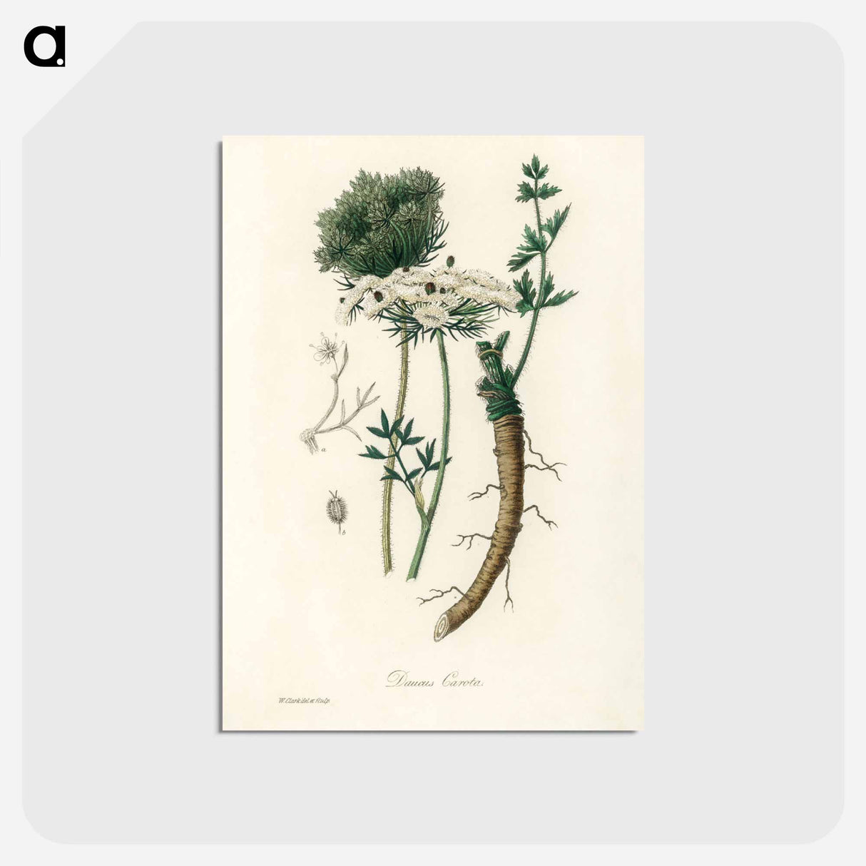 アートポストカード-Wild Carrot Illustration
- 薬用植物学 Postcard.