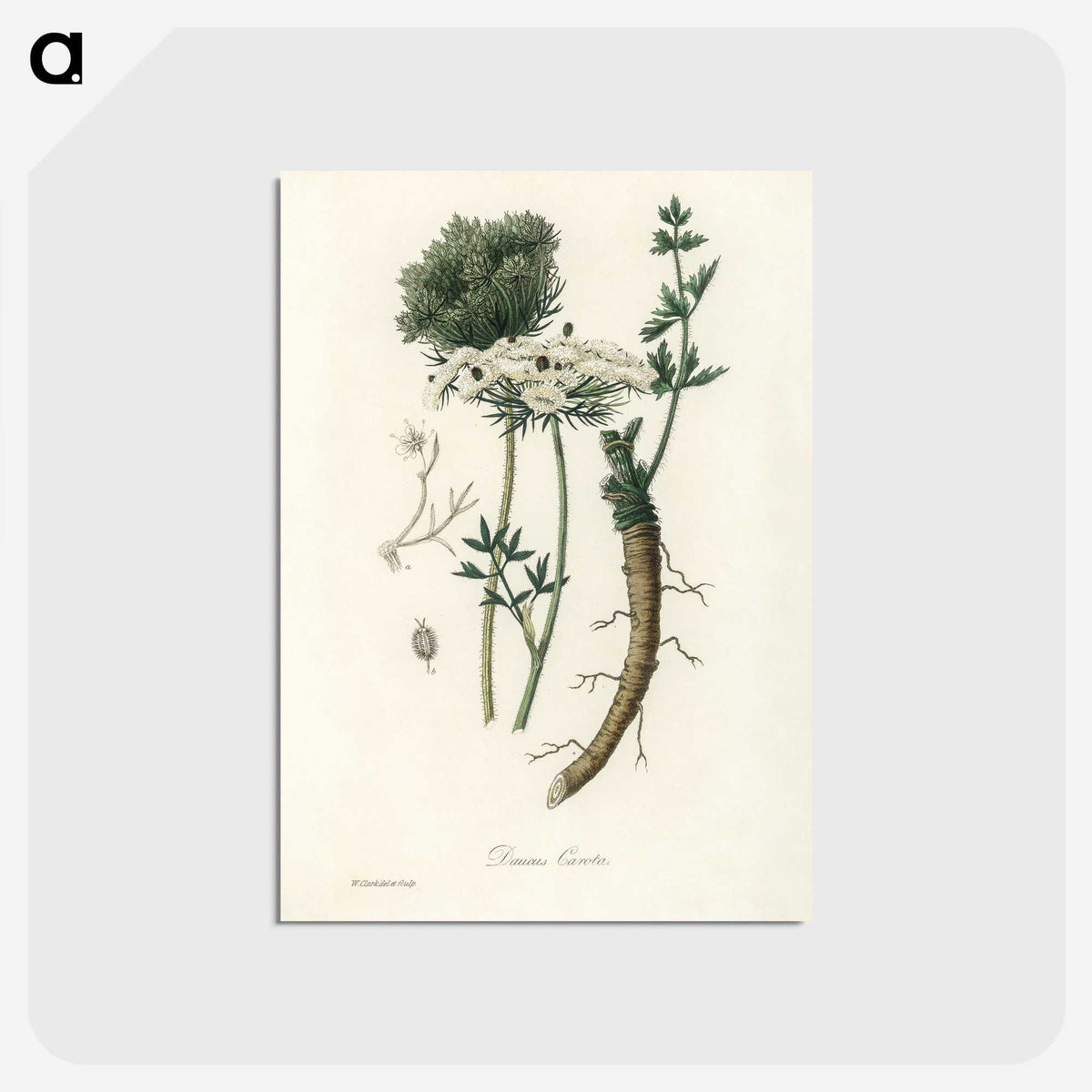 2-5_Medical-Botany_postcard