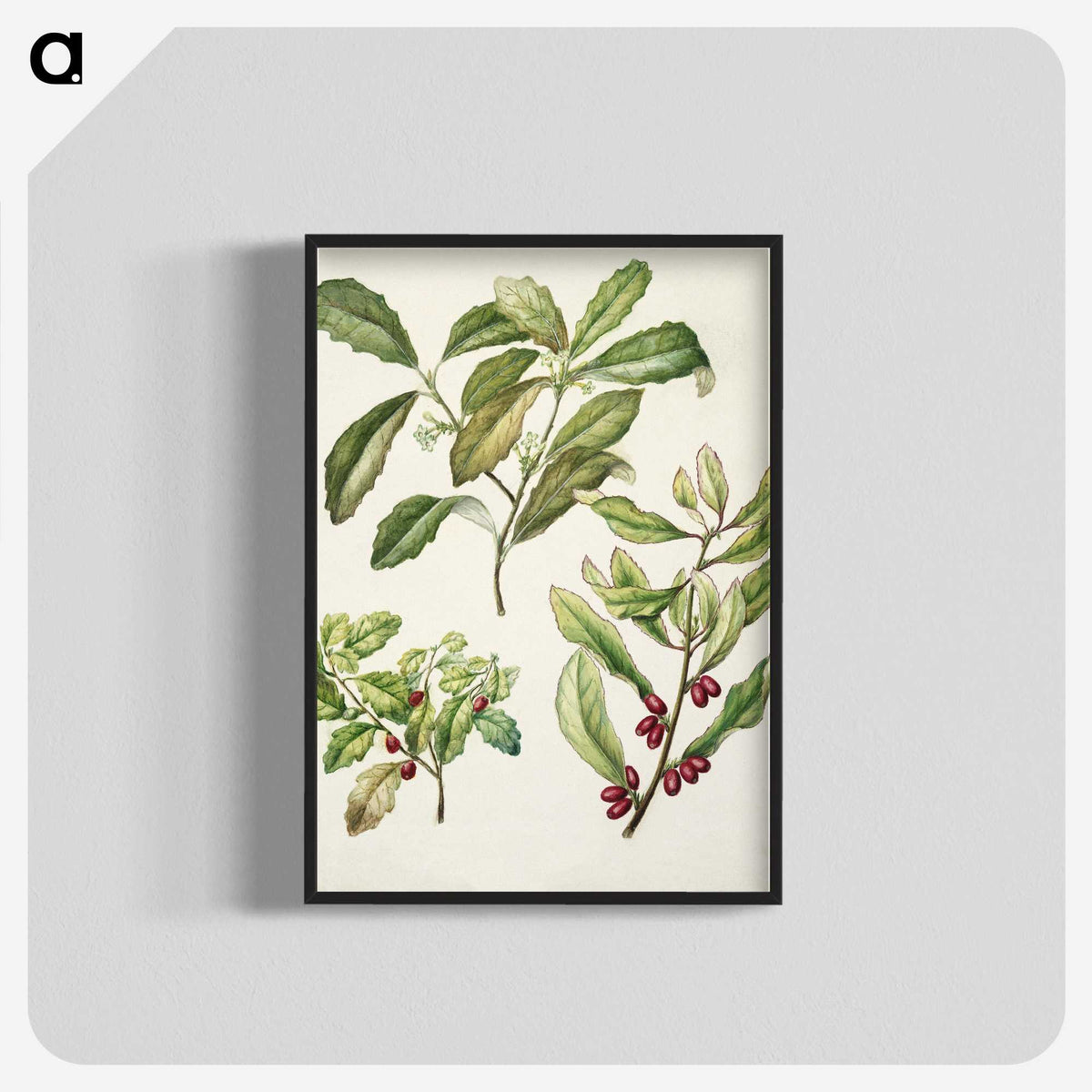 2-5_Native-Flowering-Plants-of-New-Zealand_blk-crop