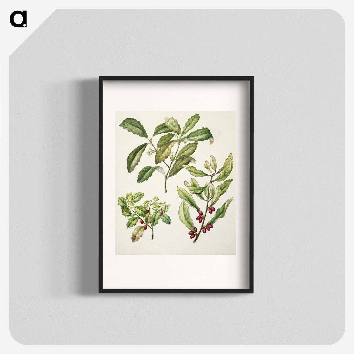 2-5_Native-Flowering-Plants-of-New-Zealand_blk