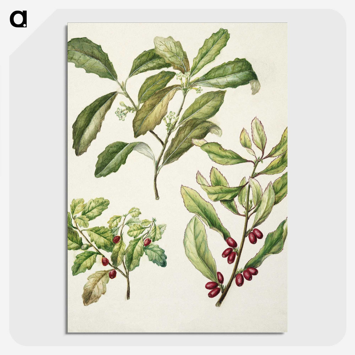 2-5_Native-Flowering-Plants-of-New-Zealand_picture-crop