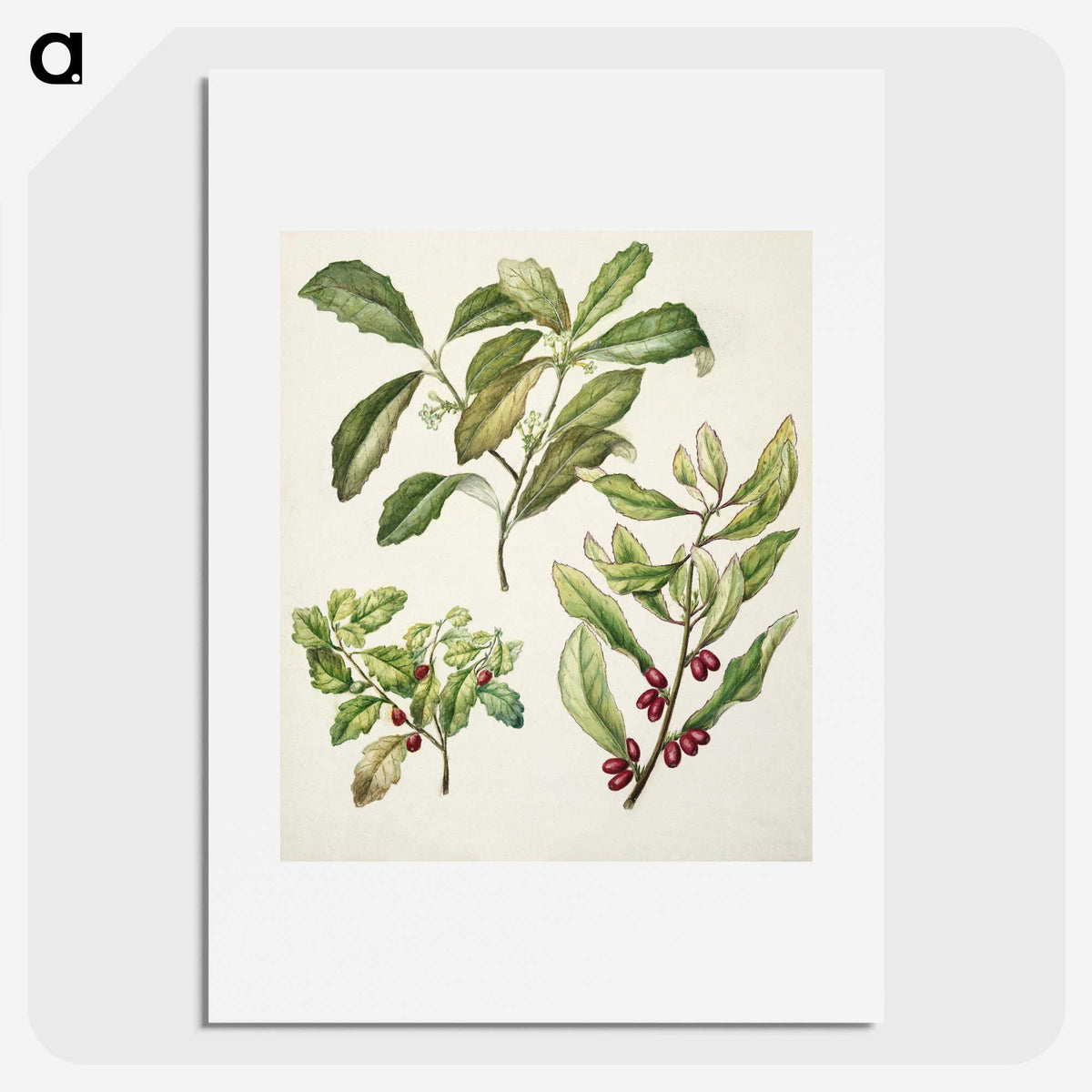2-5_Native-Flowering-Plants-of-New-Zealand_picture