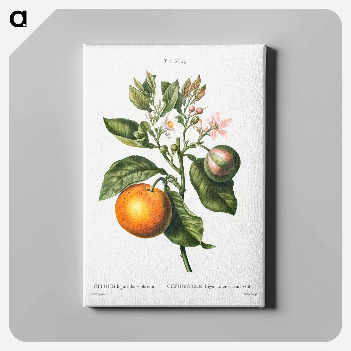 Bitter orange - Pierre Joseph Redouté Canvas.