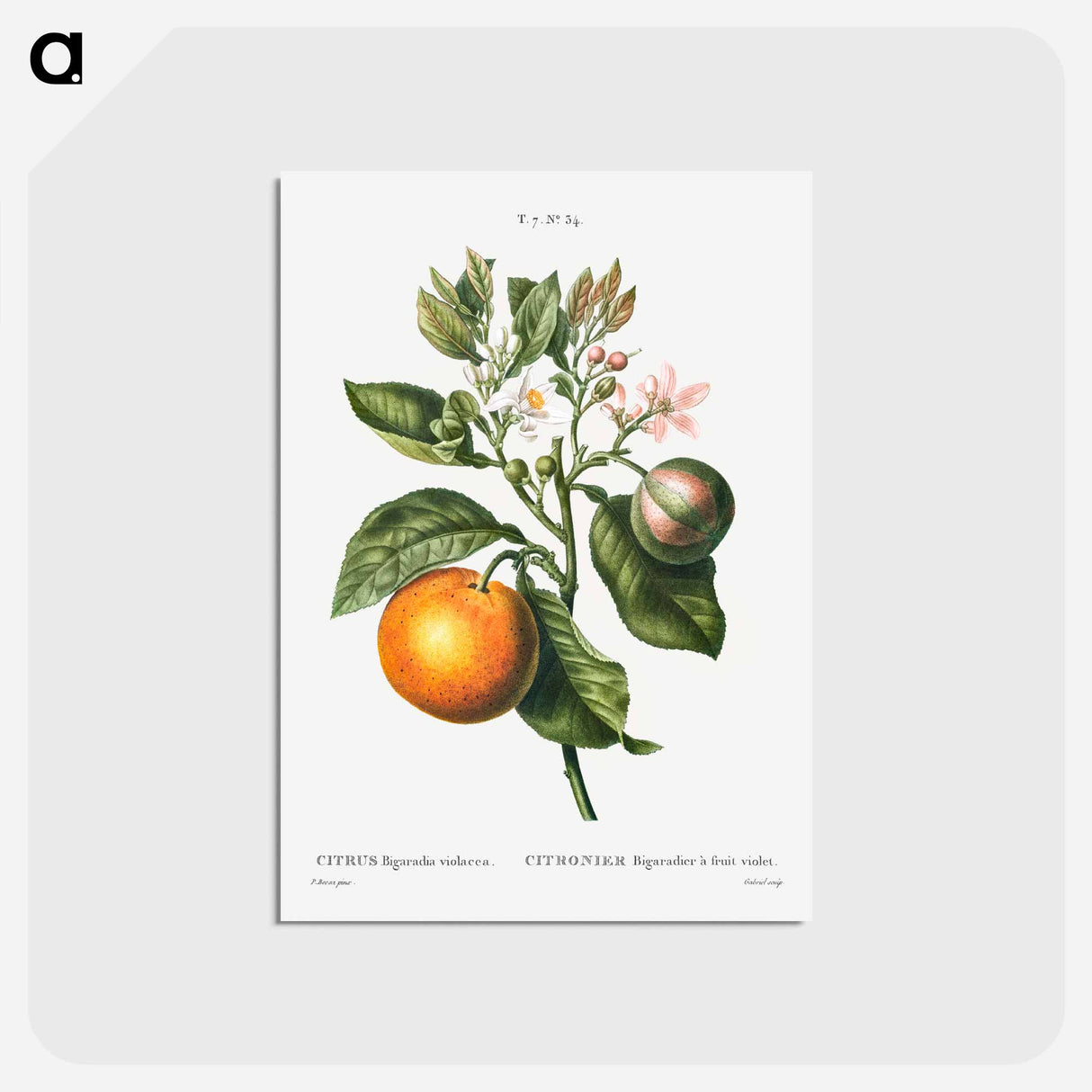 アートポストカード-Bitter orange - ピエール ジョゼフ ルドゥーテ Postcard.