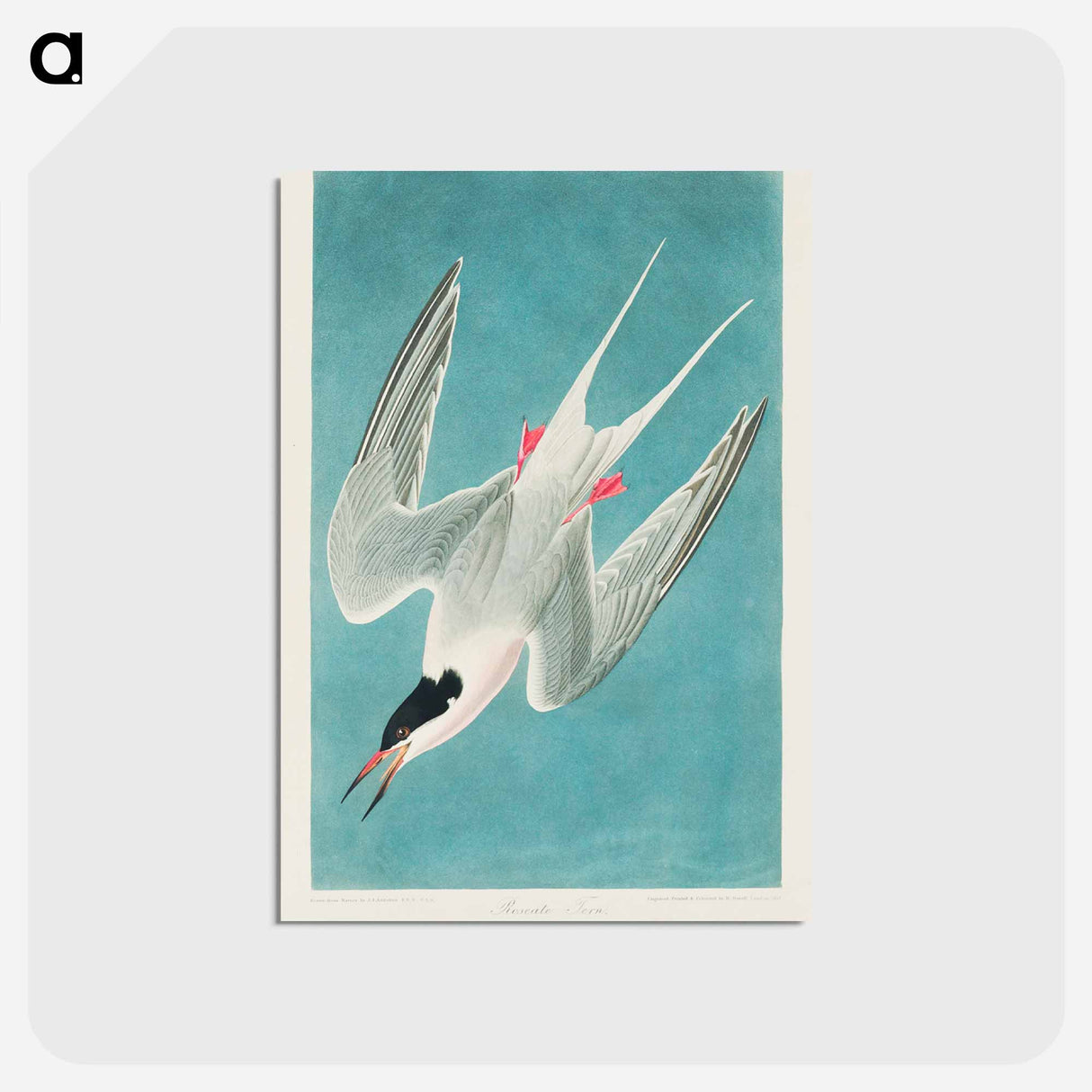 アートポストカード-Roseate Tern from Birds of America
- アメリカの鳥たち Postcard.