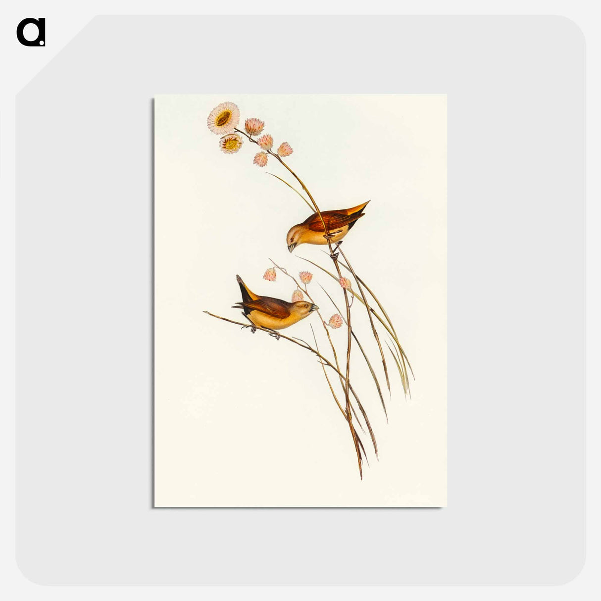 アートポストカード-Yellow-rumped Finch
- オーストラリアの鳥 Postcard.