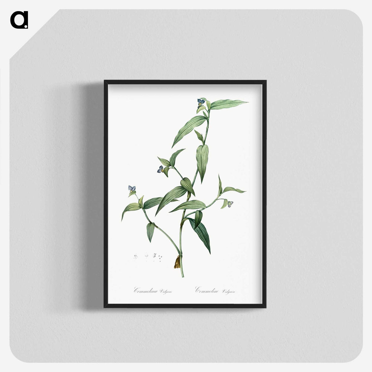 2-5_The-Lilies_blk-crop