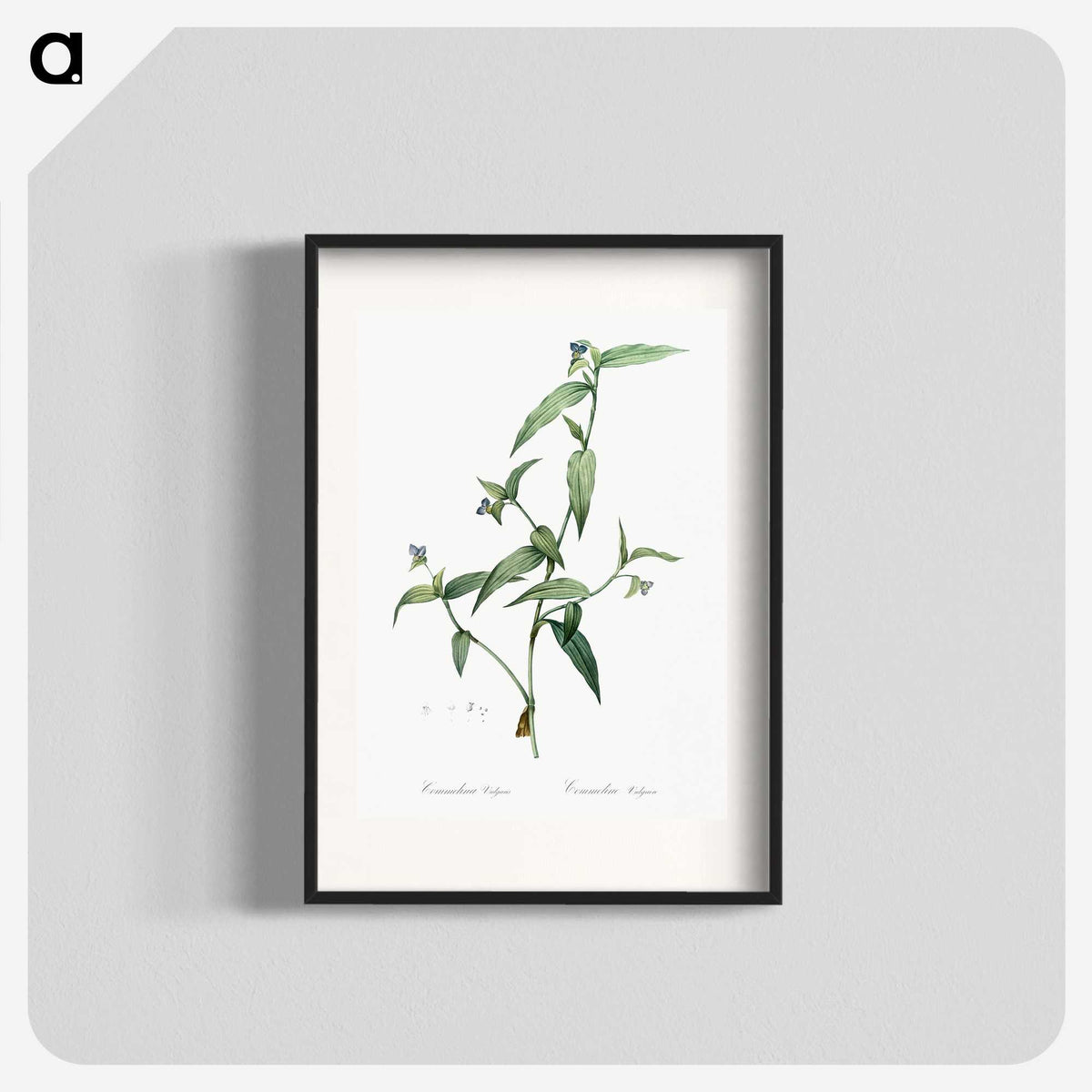 2-5_The-Lilies_blk