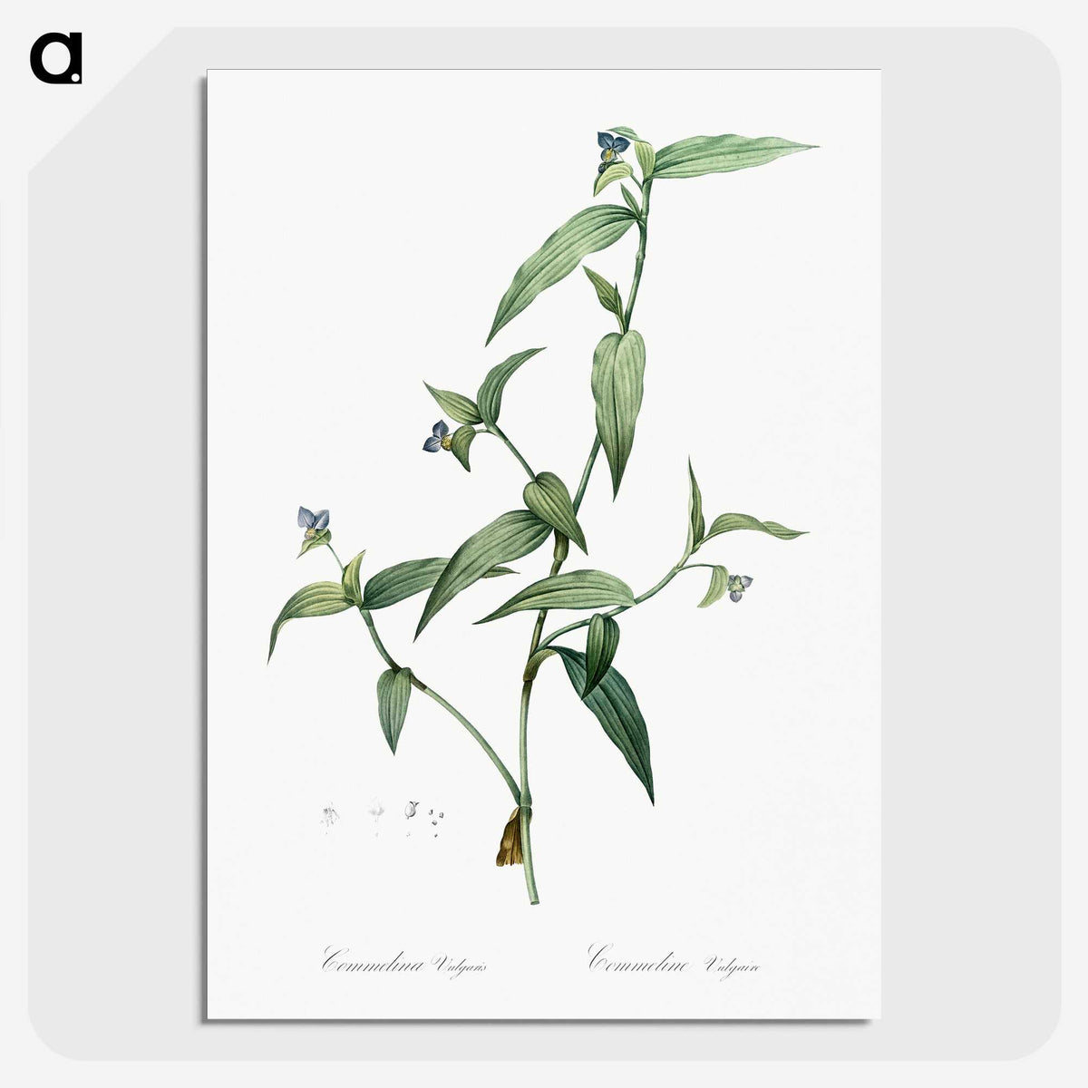 2-5_The-Lilies_picture-crop