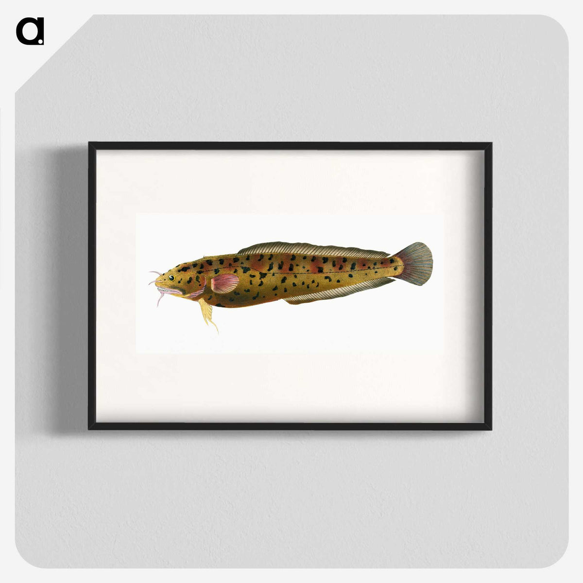 2-5_The-Natural-History-of-British-Fishes_blk