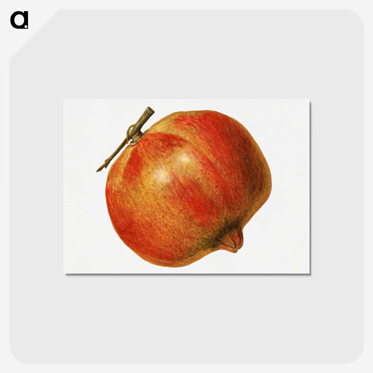 2-5_USDA-Watercolor-Fruit-Painting-Collection_postcard