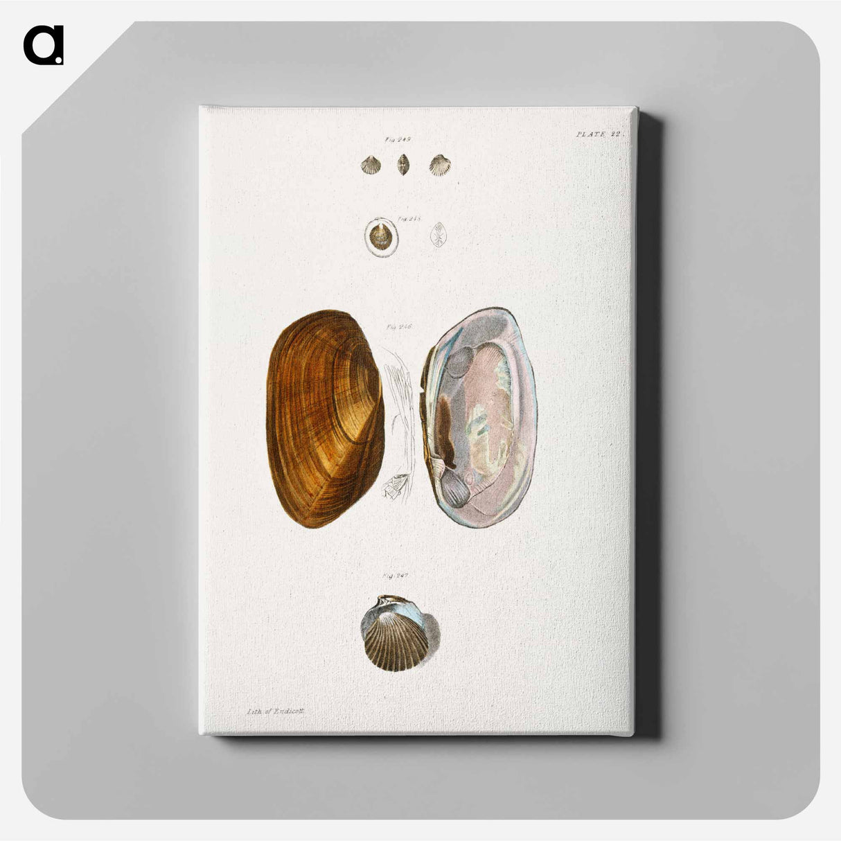 Different types of seashells illustration from Zoology of New York by James Ellsworth De Kay - ニューヨークの動物学 Canvas.