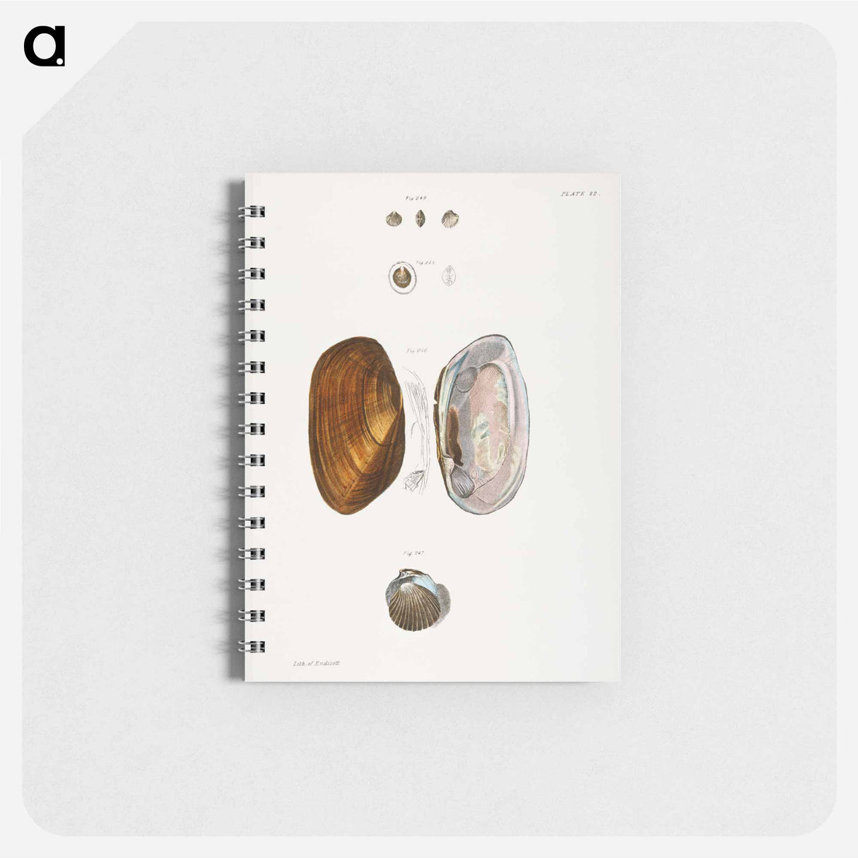 Different types of seashells illustration from Zoology of New York by James Ellsworth De Kay - ニューヨークの動物学 Memo.