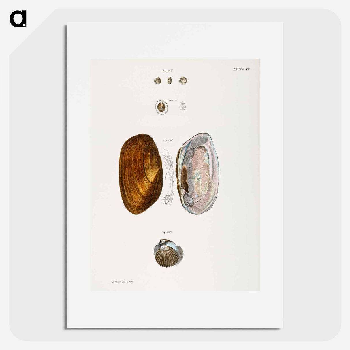 Different types of seashells illustration from Zoology of New York by James Ellsworth De Kay - ニューヨークの動物学 Poster.