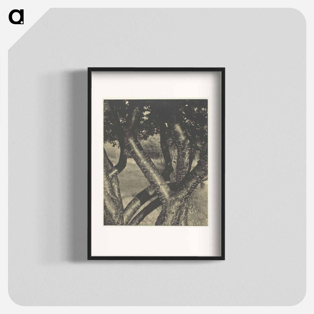 The Dancing Trees - アルフレッド スティーグリッツ Poster.