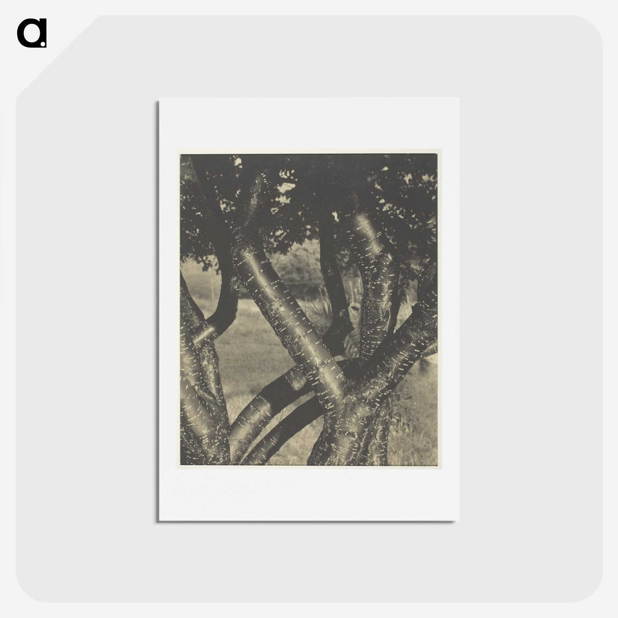 2-60_Alfred-Stieglitz_hagaki