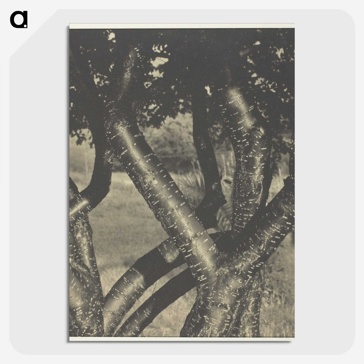 2-60_Alfred-Stieglitz_picture-crop