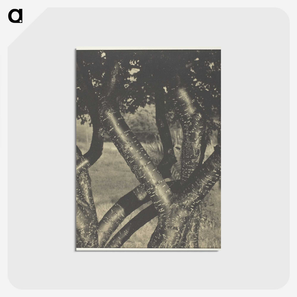 2-60_Alfred-Stieglitz_postcard