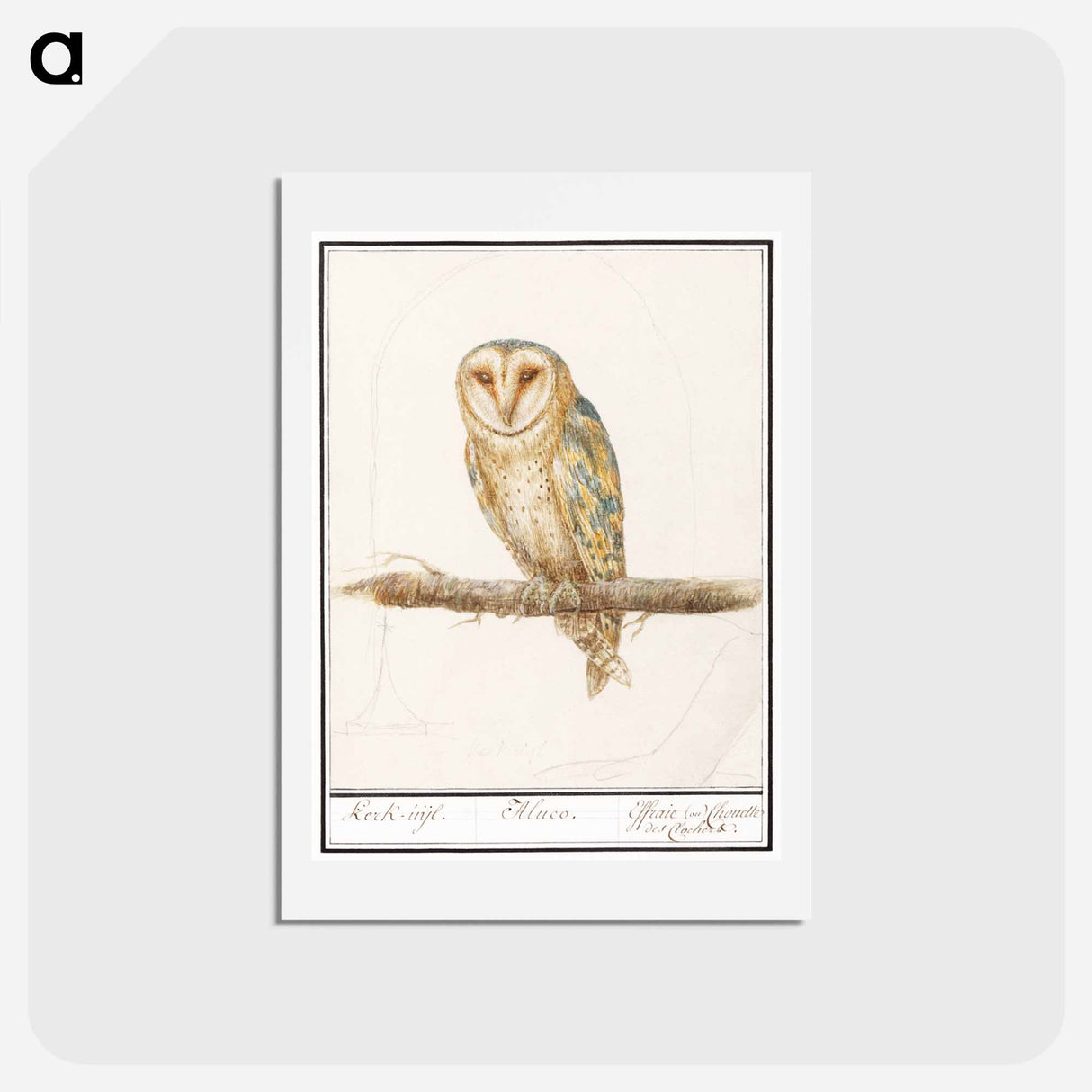 アートポストカード-Barn Owl - アンセルムス ボエティウス デ ブート Postcard.