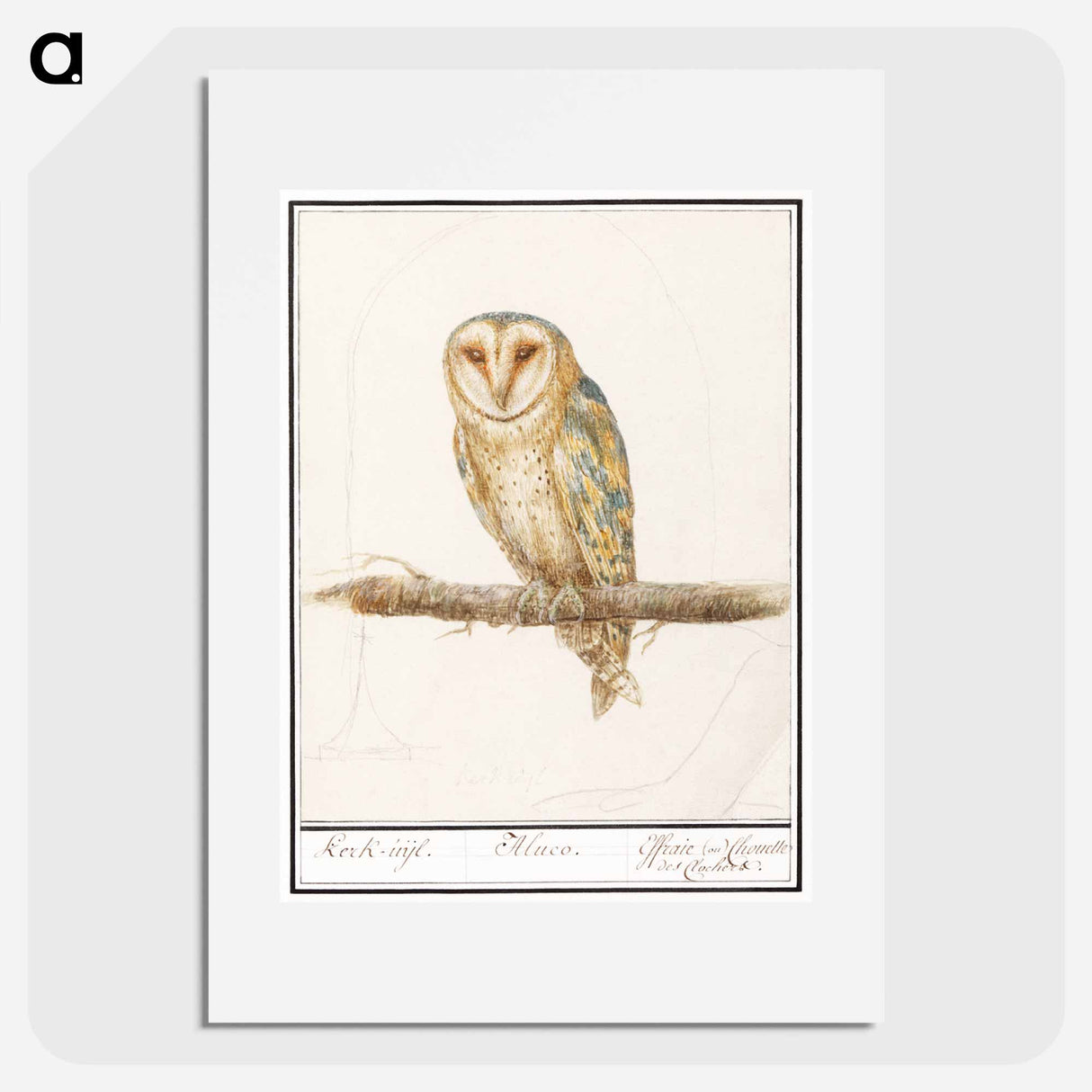 アートポスター-Barn Owl - アンセルムス ボエティウス デ ブート Poster.