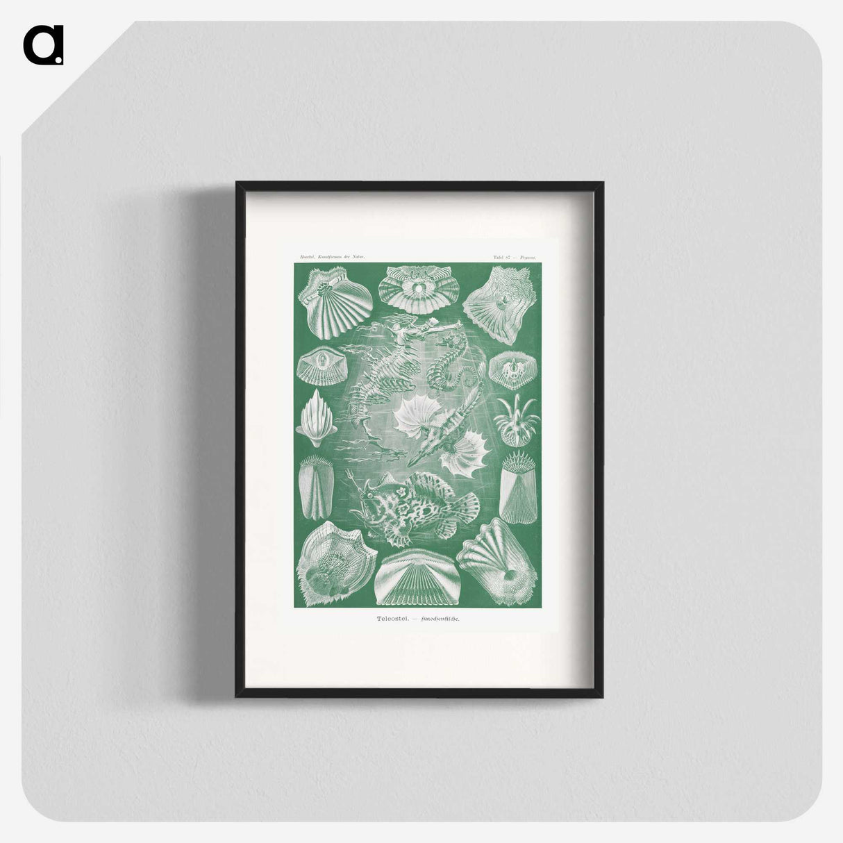 2-60_Ernst-Haeckel_blk