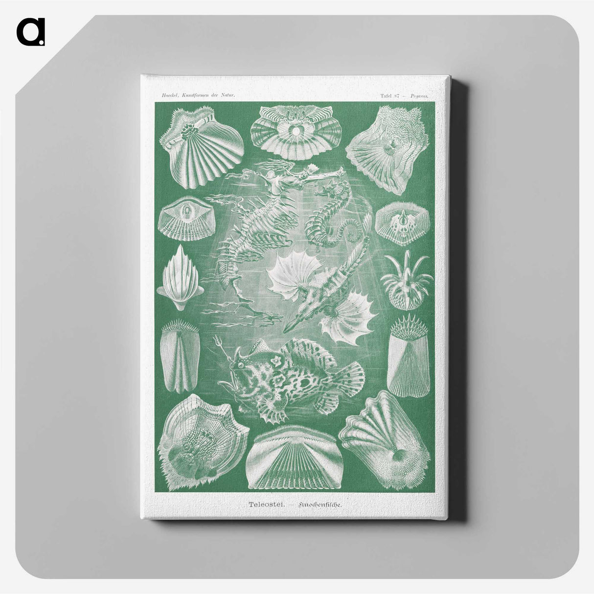 2-60_Ernst-Haeckel_canvas
