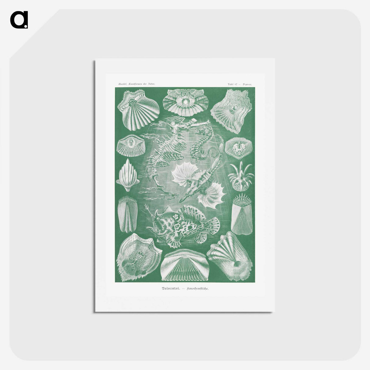 2-60_Ernst-Haeckel_hagaki