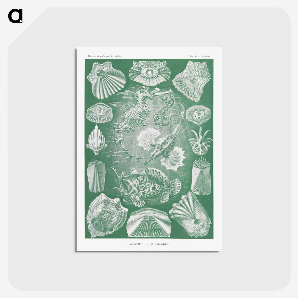 2-60_Ernst-Haeckel_postcard
