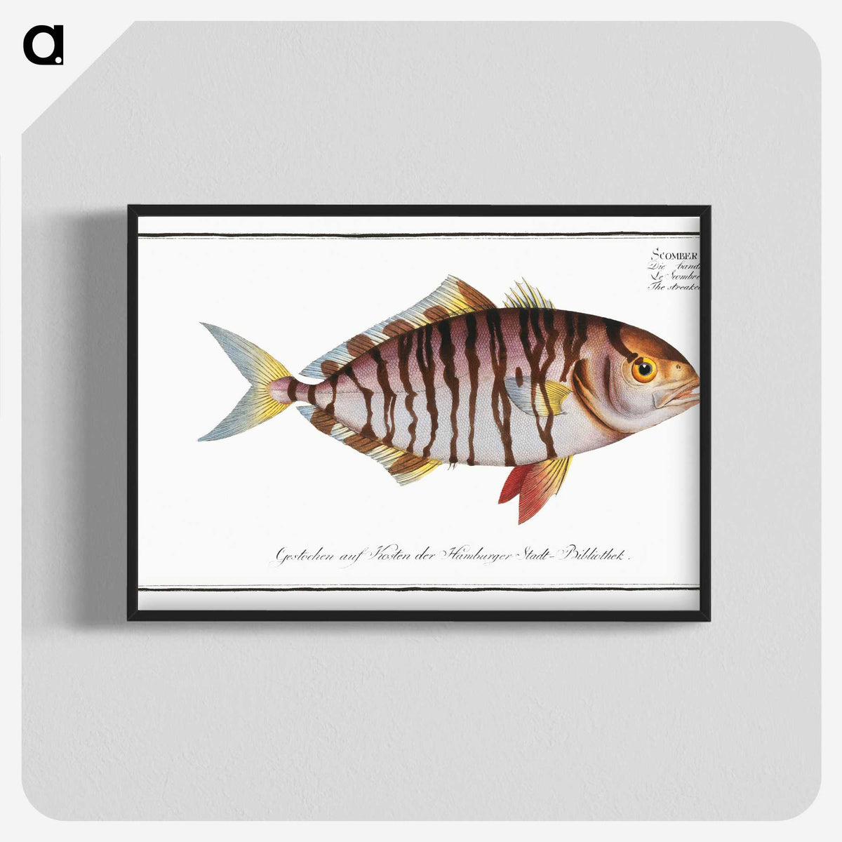 2-60_Ichtyologie-ou-Histoire-naturelle_blk-crop