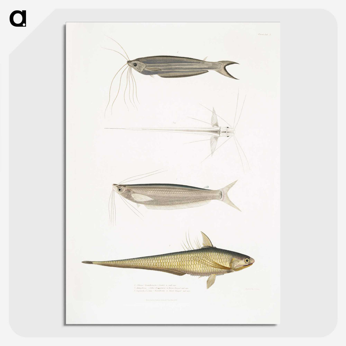 2-60_Indian-Zoology_picture-crop