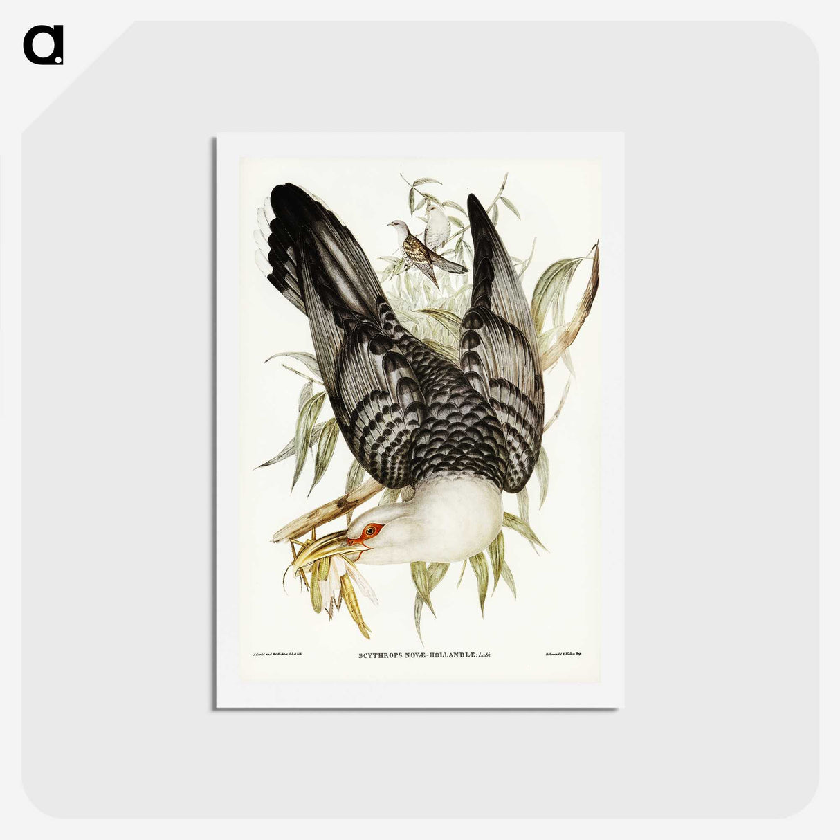 2-60_John-Gould_hagaki